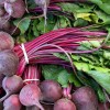 Популярные сорта свеклы в Подмосковье: выращивание и уход Популярные сорта свеклы в Подмосковье: выращивание и уход