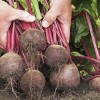 Популярные сорта свеклы в Подмосковье: выращивание и уход Популярные сорта свеклы в Подмосковье: выращивание и уход