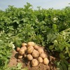 Популярный, вкусный, неприхотливый — картофель «Жуковский»