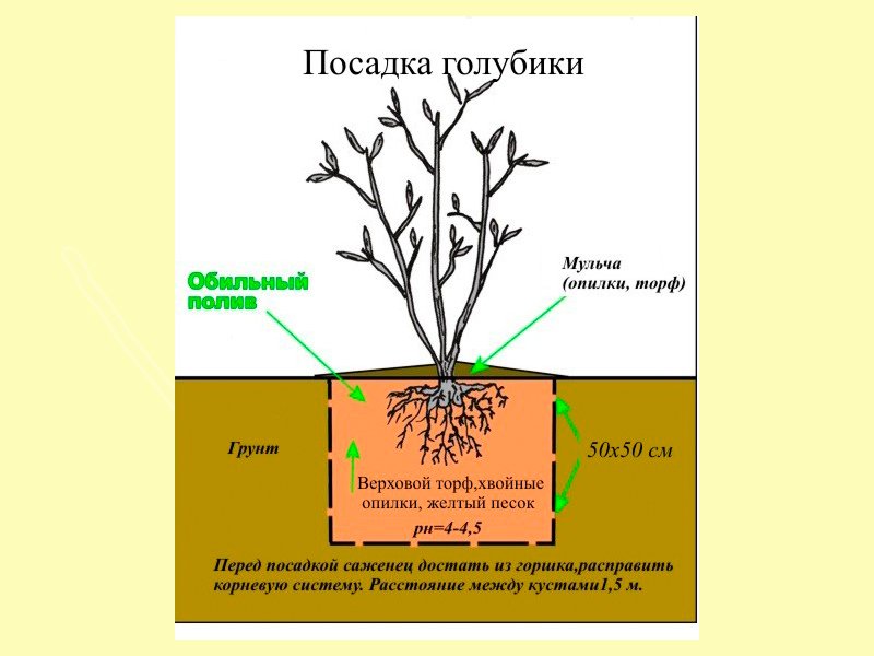 Подкормка голубики весной схема