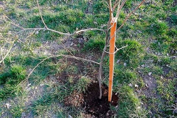 Посадка и ухода за алычей для начинающих и профессиональных садоводов