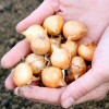 Посадка лука севка в Сибири: сорта и особенности выращивания