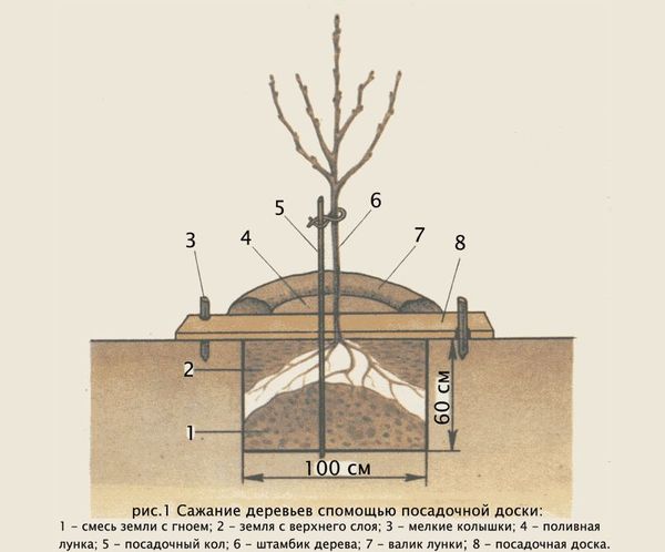 Пошаговая инструкция по посадке сливы для начинающих