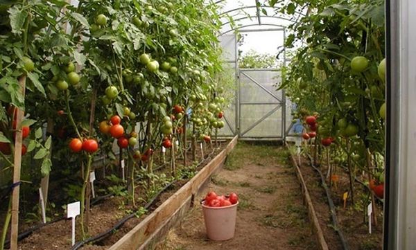 Правила посадка рассады томатов в теплицу из поликарбоната