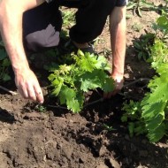 Правила посадки и выращивания раннего винограда сорта Августин