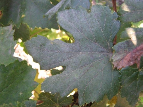 Причины появления белого и серого налета на листьях винограда