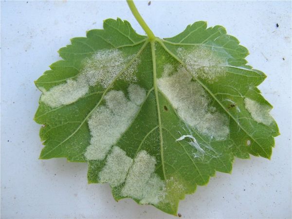 Причины появления белого и серого налета на листьях винограда