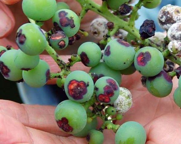 Причины появления и методы лечения антракноза винограда