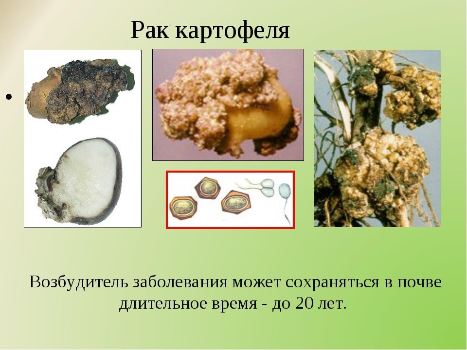 Распространенные болезни картофеля и эффективные методы борьбы с ними