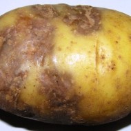 Распространенные болезни картофеля и эффективные методы борьбы с ними