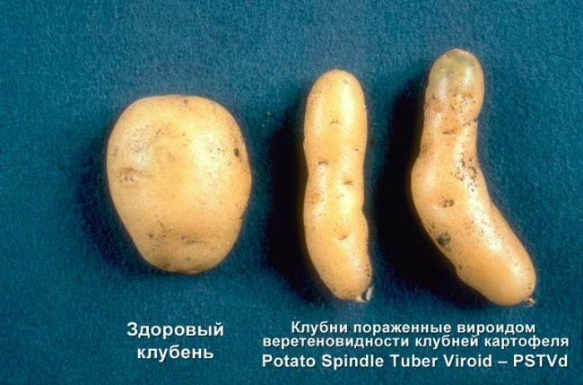 Распространенные болезни картофеля и эффективные методы борьбы с ними