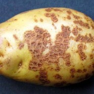 Распространенные болезни картофеля и эффективные методы борьбы с ними