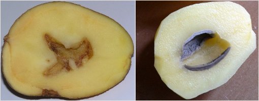 Распространенные болезни картофеля и эффективные методы борьбы с ними