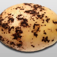 Распространенные болезни картофеля и эффективные методы борьбы с ними