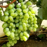 Разновидности винограда Кеша и особенности его выращивания на даче