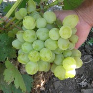 Разновидности винограда Кеша и особенности его выращивания на даче