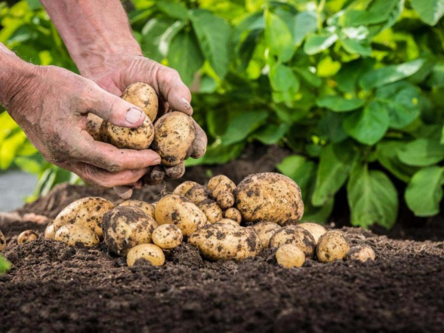 Самые урожайные сорта картофеля на сегодняшний день в России