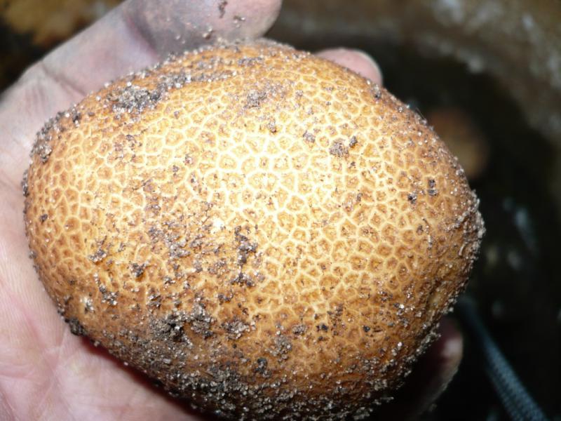 Самые урожайные сорта картофеля на сегодняшний день в России