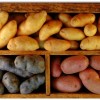 Самые урожайные сорта картофеля на сегодняшний день в России