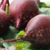 Самые урожайные сорта свеклы: подробный обзор Самые урожайные сорта свеклы: подробный обзор