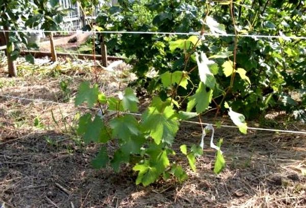 Секреты ухода за виноградом для начинающих виноградарей