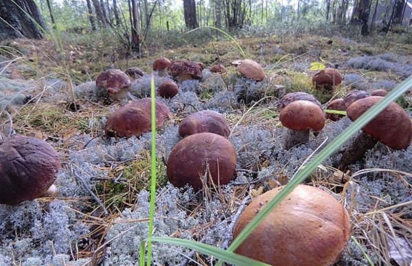 Секреты выращивания грибов на собственной даче