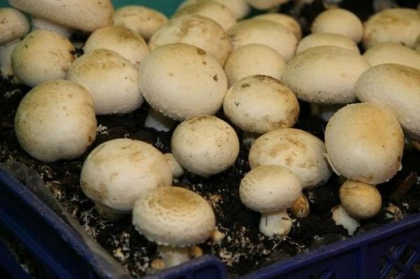 Секреты выращивания грибов в домашних условиях