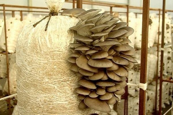 Секреты выращивания грибов в домашних условиях