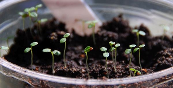 Секреты выращивания клубники и земляники из семян