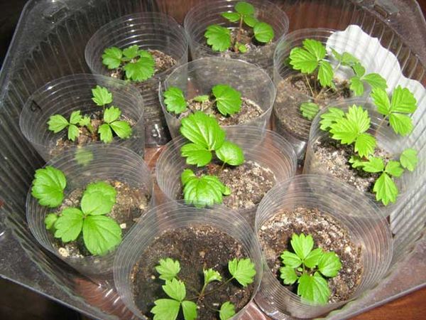 Секреты выращивания клубники и земляники из семян