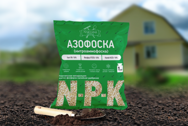 Секреты выращивания клубники в открытом грунте