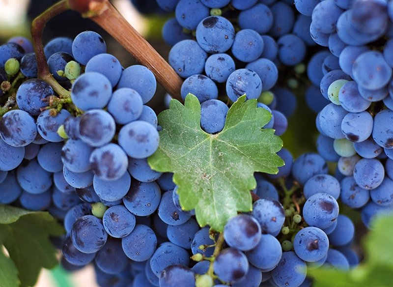 Секреты выращивания высокоурожайного винограда сорта Изабелла