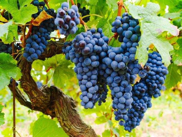 Секреты выращивания высокоурожайного винограда сорта Изабелла