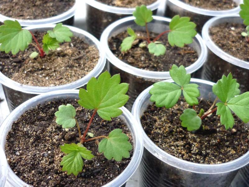 Секреты выращивания земляники из семян в домашних условиях