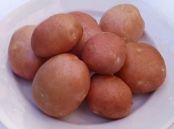 Сорта картофеля заслуживающие вашего внимания