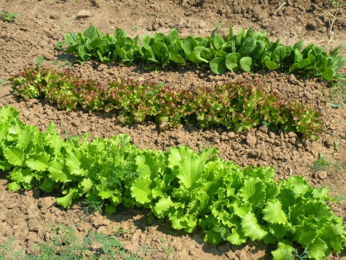 Сорта шпината: описание, выращивание