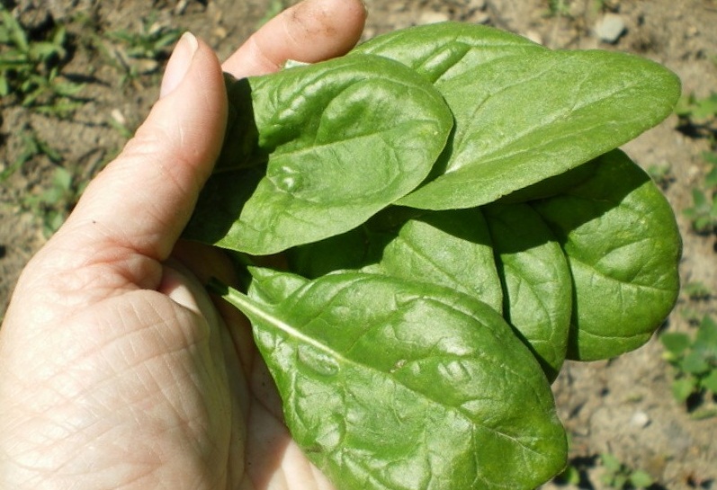 Сорта шпината: описание, выращивание