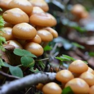 Советы грибникам: как выглядит и где растет опенок летний