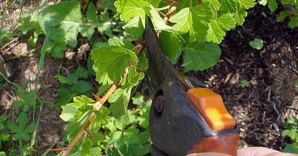 Советы садовода по обрезке крыжовника осенью для начинающих
