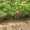 Способы сохранения корня и зелени петрушки