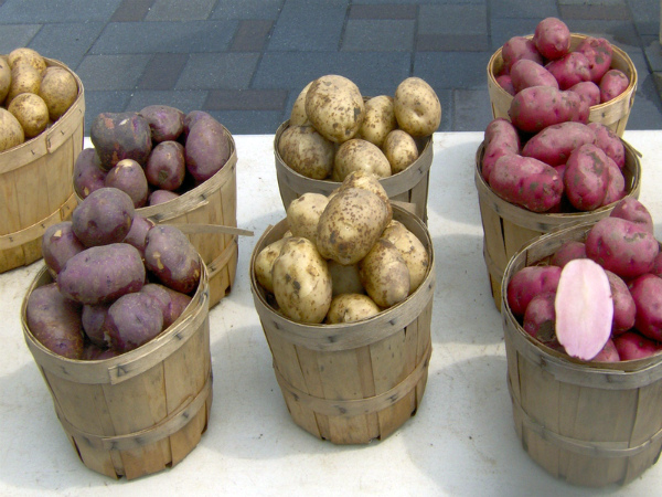 Технология выращивания картофеля семенами