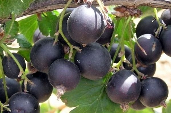 Удивительный гибрид ягод смородины и крыжовника
