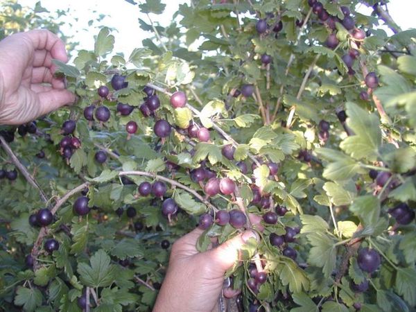 Удивительный гибрид ягод смородины и крыжовника