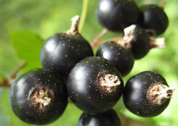 Урожайные сорта крупной черной смородины