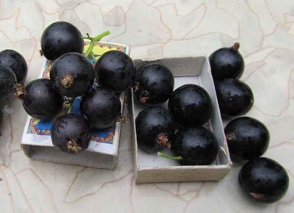 Урожайные сорта крупной черной смородины