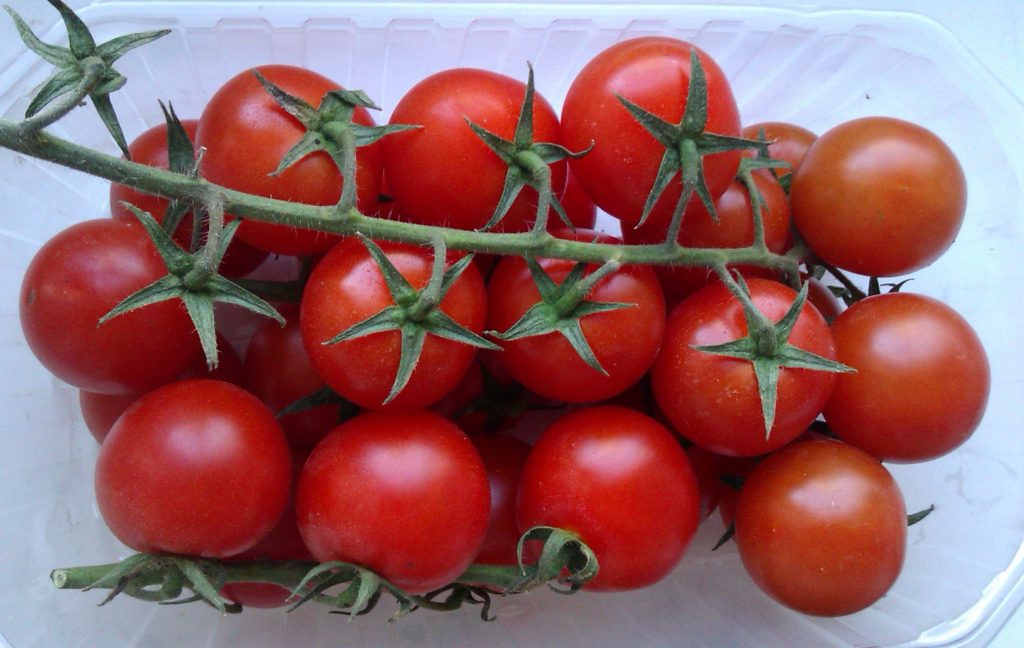 Урожайный томат «Ажур»: характеристика и описание сорта