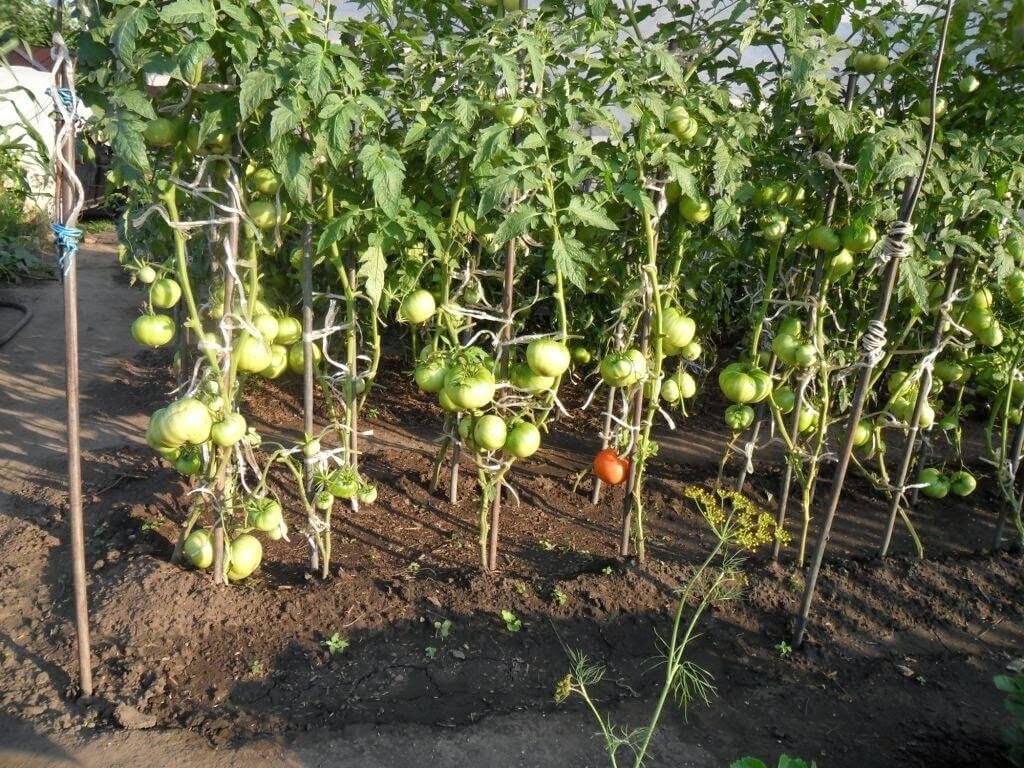 Урожайный томат “Спасская башня”: выращивание и уход