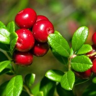27 самых известных растений с красными ягодами: названия, описания и фото