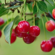 27 самых известных растений с красными ягодами: названия, описания и фото
