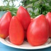 Чем нужно полить рассаду помидор, чтобы росли крепкими